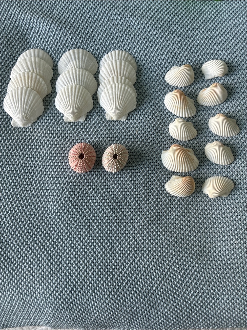 Seashell Mix Decorative Craft Pack - White and Light Pink